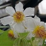 Sparrmannia africana 花