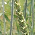 Triticum spelta