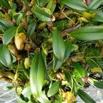Dendrobium brunneum