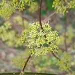 Peucedanum alsaticum Blüte