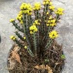 Euphorbia graciliramea Virág
