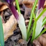 Crocus vernus Other