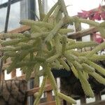 Rhipsalis cereuscula Hoja