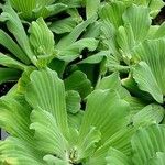 Pistia stratiotes ഇല