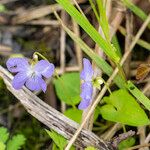 Viola cucullata Flower
