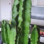 Euphorbia ingens List