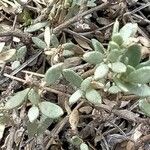 Helianthemum squamatum Hoja