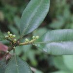 Calophyllum brasiliense Frucht