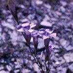 Gentianopsis crinita Цветок