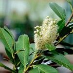Prunus laurocerasus Habitus
