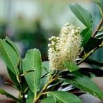 Prunus laurocerasus عادت داشتن