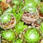 Sempervivum arachnoideum Hostoa