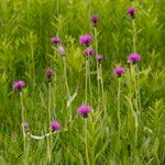 Cirsium dissectum Συνήθη χαρακτηριστικά