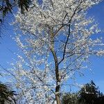 Prunus domestica عادت داشتن