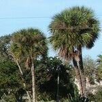 Sabal palmetto Φύλλο