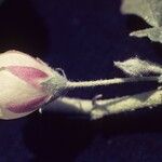 Malvella leprosa Flower
