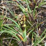 Carex uncinioides