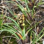 Carex uncinioides 花