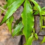 Ipomoea horsfalliae Blad