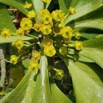 Euphorbia desmondii Bloem