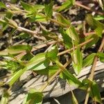 Lindernia dubia 葉
