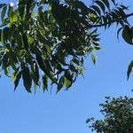 Carya illinoinensis Folha