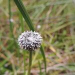 Eriocaulon schimperi Flor