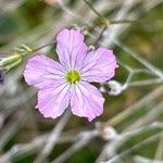 Gypsophila tenuifolia Flor