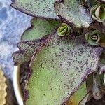 Kalanchoe laxiflora Leaf