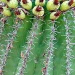 Ferocactus herrerae Frutto