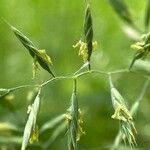 Festuca heterophylla Flor