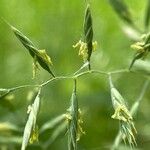 Festuca heterophylla Flower