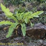 Sonchus daltonii Vekstform