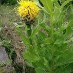 Centaurea macrocephala Цветок