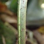 Bolbitis auriculata Leaf