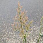 Rumex thyrsiflorus Flower