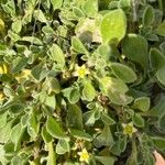 Aizoon canariense Λουλούδι