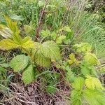 Rubus ferus Folha