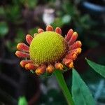 Helenium autumnale Žiedas