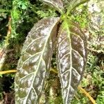 Drymonia macrantha Leaf