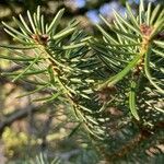 Abies cephalonica Folha