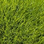 Baccharis sarothroides Hoja