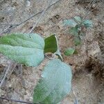 Clematis mauritiana Leaf