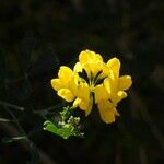 Coronilla glauca Květ