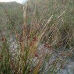 Juncus maritimusBlad