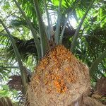 Elaeis oleifera Hoja