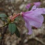 Rhododendron uniflorum Flower