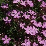 Saponaria ocymoides عادت داشتن