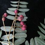 Sorbus himalaica Habitus