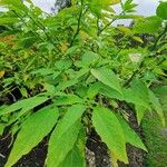 Brugmansia suaveolens Lehti